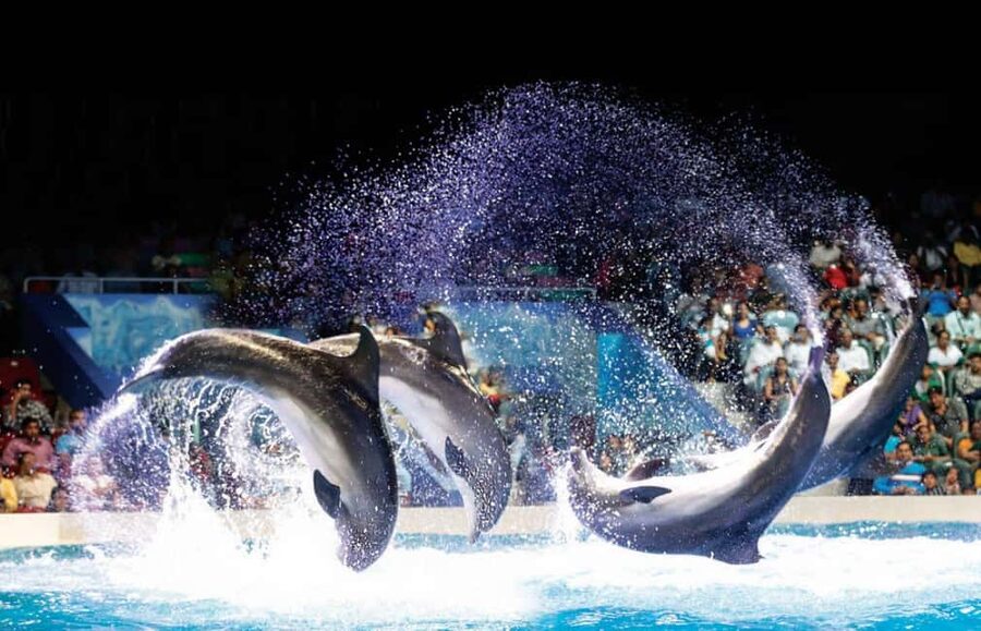 Dubai: Dubai Dolphinarium Dolphin, Seal & Bird Show Tickets - The dolphin and seal show