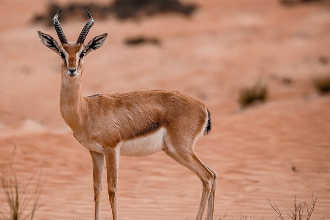 Dubai Evening Desert Safari: Sandboarding, BBQ, Camel Ride & more - Final call: a strong all-rounder with a short camel ride