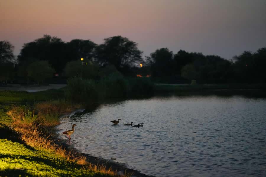 Dubai: Evening Desert Safari with Camel Ride & Stargazing - Arabic coffee, dates, and the Al Marmoom Oasis stop