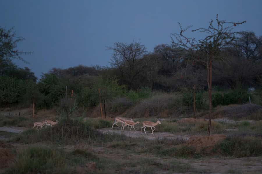 Dubai: Evening Desert Safari with Camel Ride & Stargazing - Moonlit walking and wildlife around the oasis