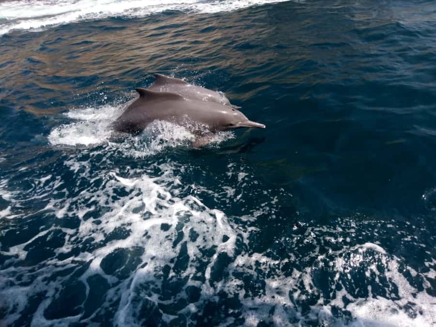 Dubai: Full-Day Sea Safari to Musandam - Heat, sea conditions, and comfort