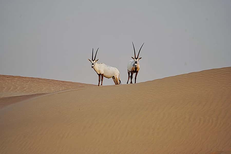 Dubai: Half-Day Camel Trekking with Al Marmoom Breakfast - A generous Emirati breakfast in the tent