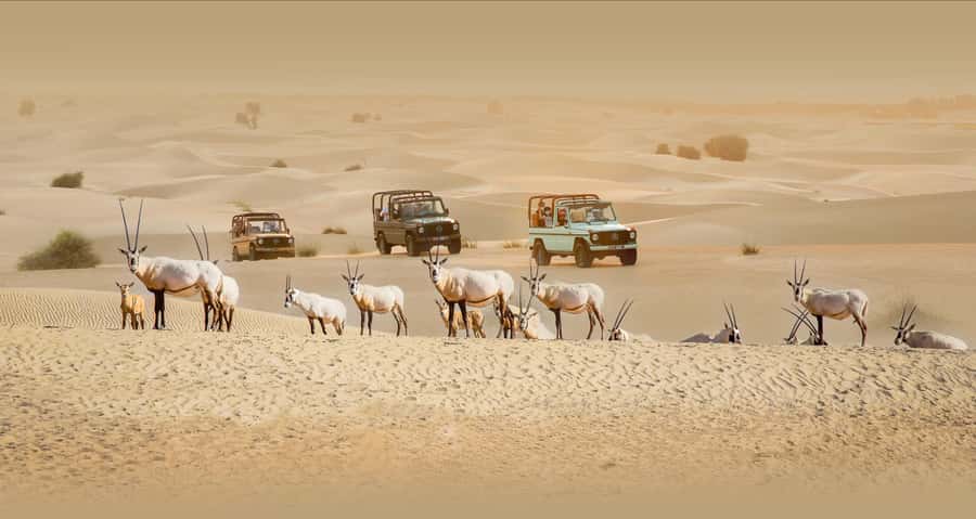 Dubai: Heritage Safari, Camel Ride & Al Marmoom Oasis Dinner - Key points to know before you book