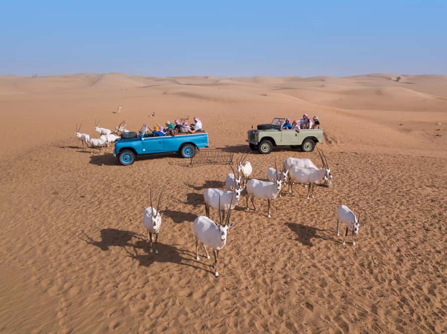 Dubai: Heritage Safari in Vintage Land Rover with Dinner - Four courses of Emirati and regional food