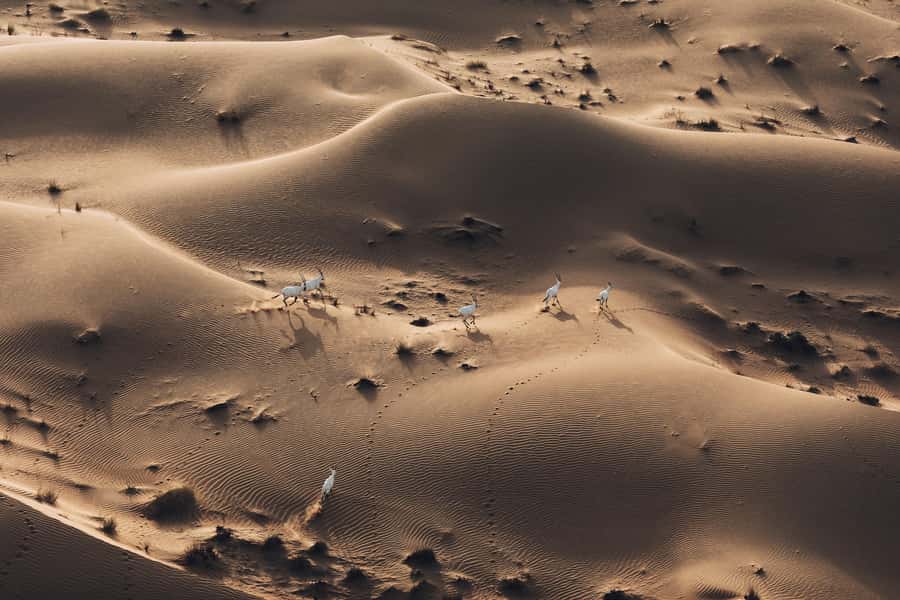 Dubai: Hot Air Balloon Ride with Camel Ride & Falcon Show - A short camel ride and a shorter horse ride