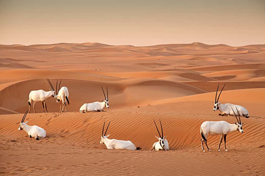 Dubai: Hot Air Balloon with Camel, ATV, & Horse Ride Options - Who should book this Dubai balloon ride?