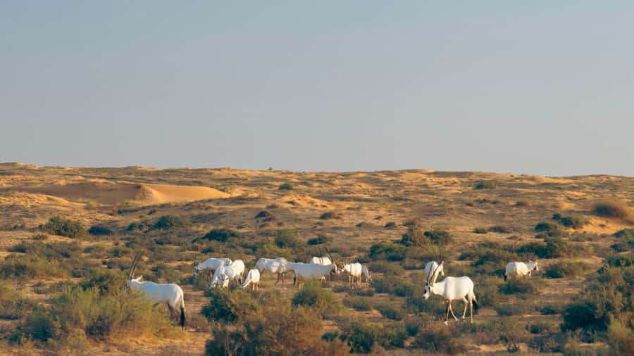 Dubai: Luxury Safari with Michelin-Curated 5-Course Dinner - Inside the Land Rover Defender