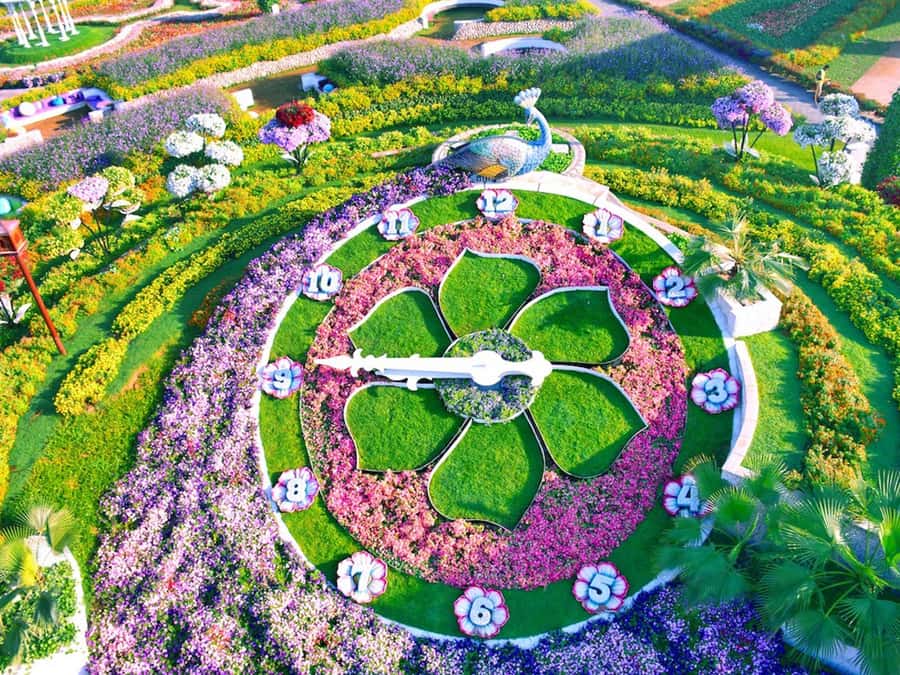 Dubai: Miracle Garden Entry Ticket with Hotel Transfer - Key points to know before booking