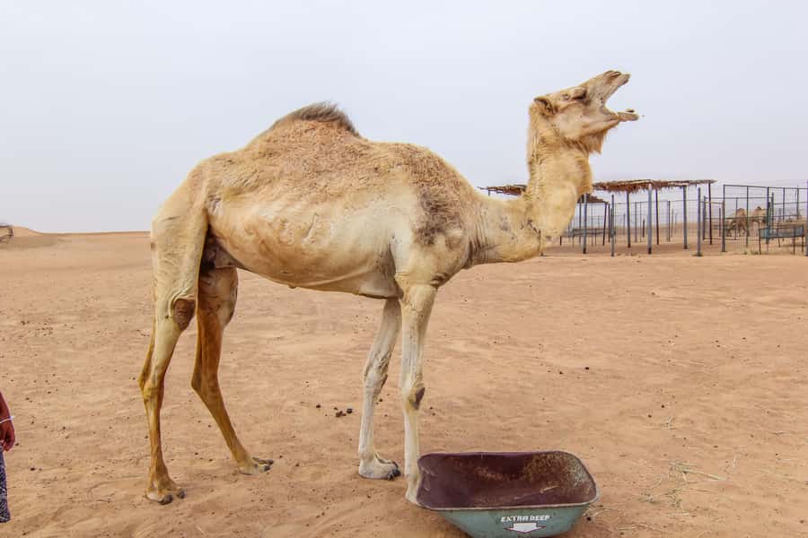 Dubai: Morning Desert Safari with Camel Ride & Sandboarding - Sandboarding for about 15 minutes