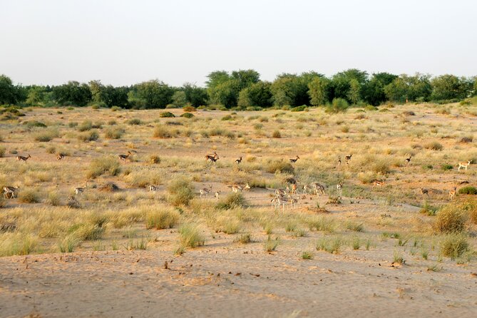 Dubai: Morning Heritage Safari by Vintage G Class & Al Marmoom Oasis - A short camel ride, not a long trek