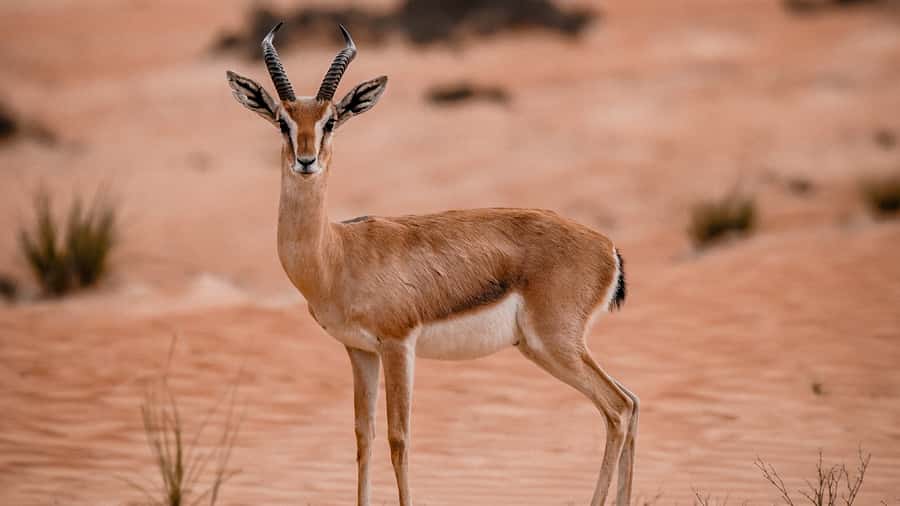 Dubai: Premium Desert Safari, Camel Ride, BBQ & Sandboarding - Key points to know before booking