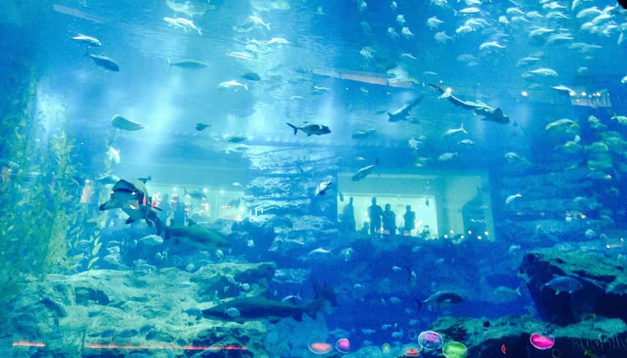 Dubai: Premium Half-Day Dubai Highlights Tour small group - Key points to know before booking