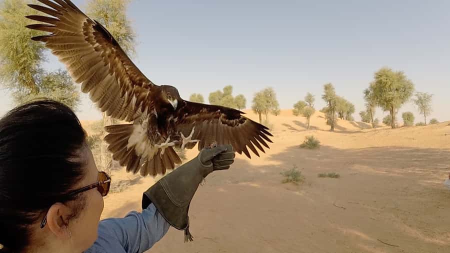 Dubai: Private Falconry Safari - Key things to know before booking