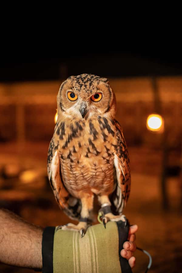 Dubai: Private Night Safari & Astronomy with 3-Course Dinner - The Conservation Reserve Adds Meaning