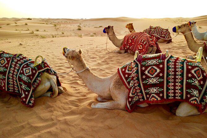 Dubai Red dune Desert Safari With Dune Bashing, Camel Ride & BBQ - Camel riding and sandboarding