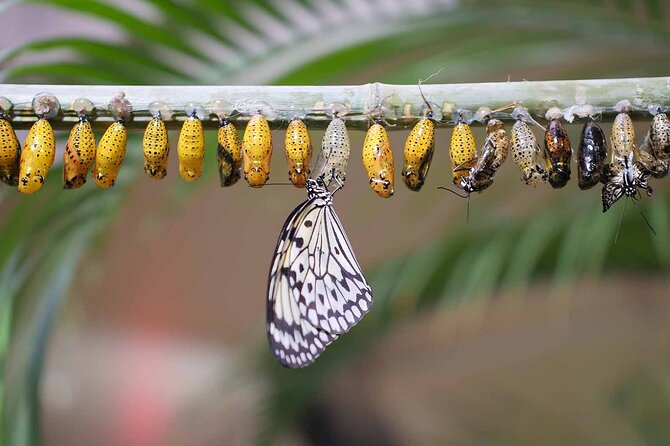 Dubai: Skip-The-Line Ticket to Butterfly Garden - Who Will Enjoy This Visit Most?