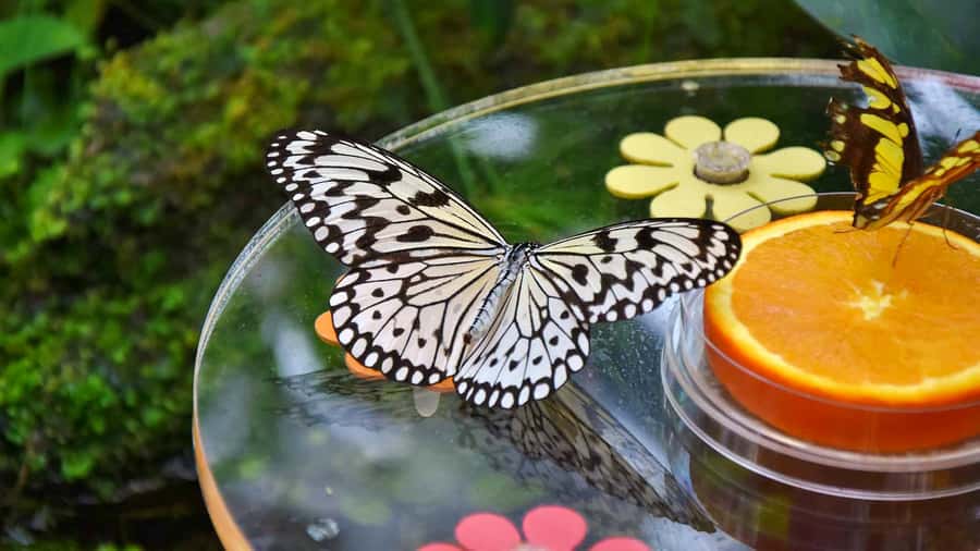 Dubai: Skip-The-Line Ticket to Butterfly Garden - Taking photos without disturbing the butterflies