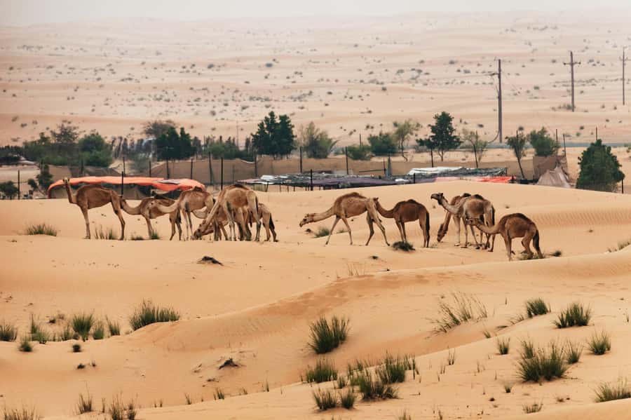 Dubai: Sunrise Balloon Flight with Camel Ride & Breakfast - The camel ride and falcon photographs