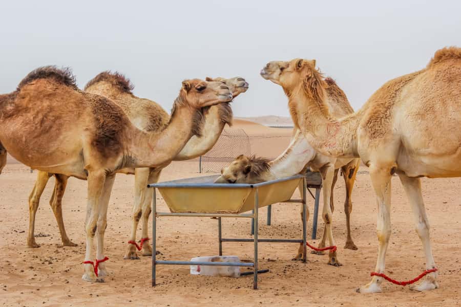Dubai Sunrise Desert Camel Trek with Breakfast - Key points to know before booking