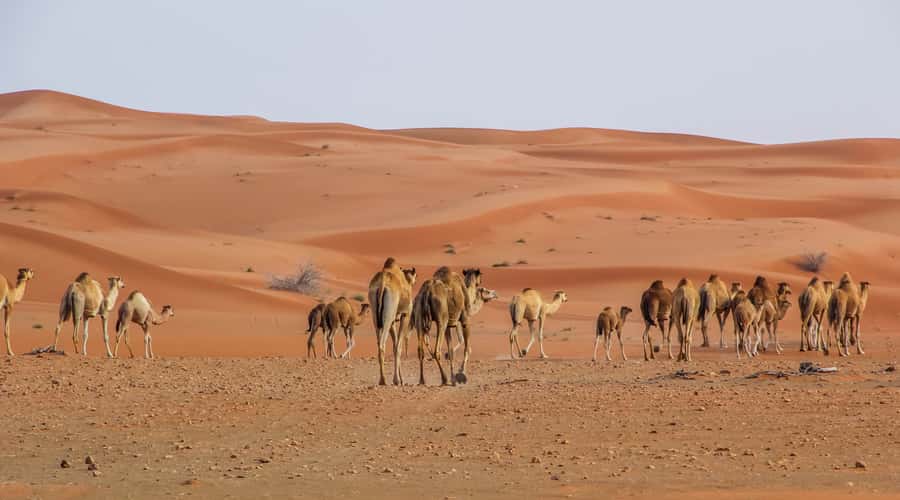 Dubai Sunrise Desert Camel Trek with Breakfast - Why the sunrise timing makes this tour worthwhile