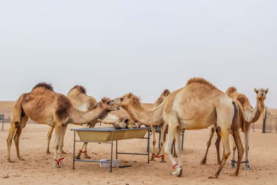Dubai Sunrise Desert Camel Trek with Breakfast - Breakfast at a low-seating Arabian-style setup