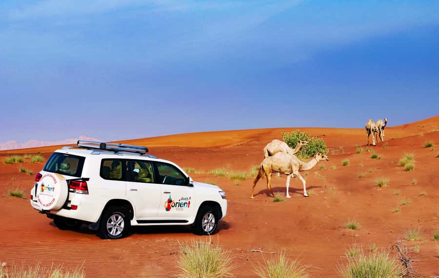 Dubai Sunrise Desert Camel Trek with Breakfast - How this compares with a larger desert safari