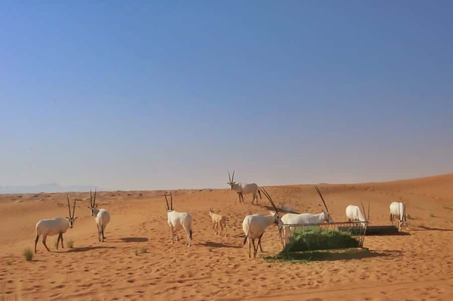 Dubai: Sunrise Desert Jeep Safari with Wildlife Experience - Sandboarding and the climb back up