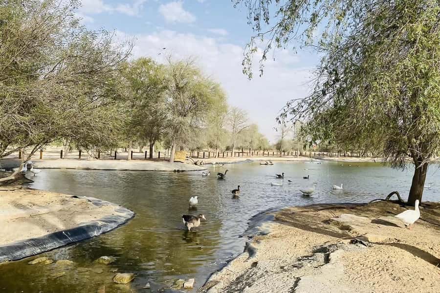 Dubai: Sunrise Desert Jeep Safari with Wildlife Experience - Breakfast with coffee, fruit, and desert views