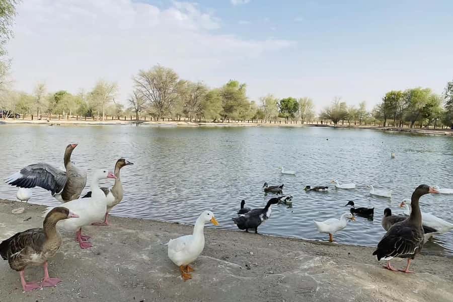 Dubai: Sunrise Desert Jeep Safari with Wildlife Experience - Arabian oryx and the wildlife angle