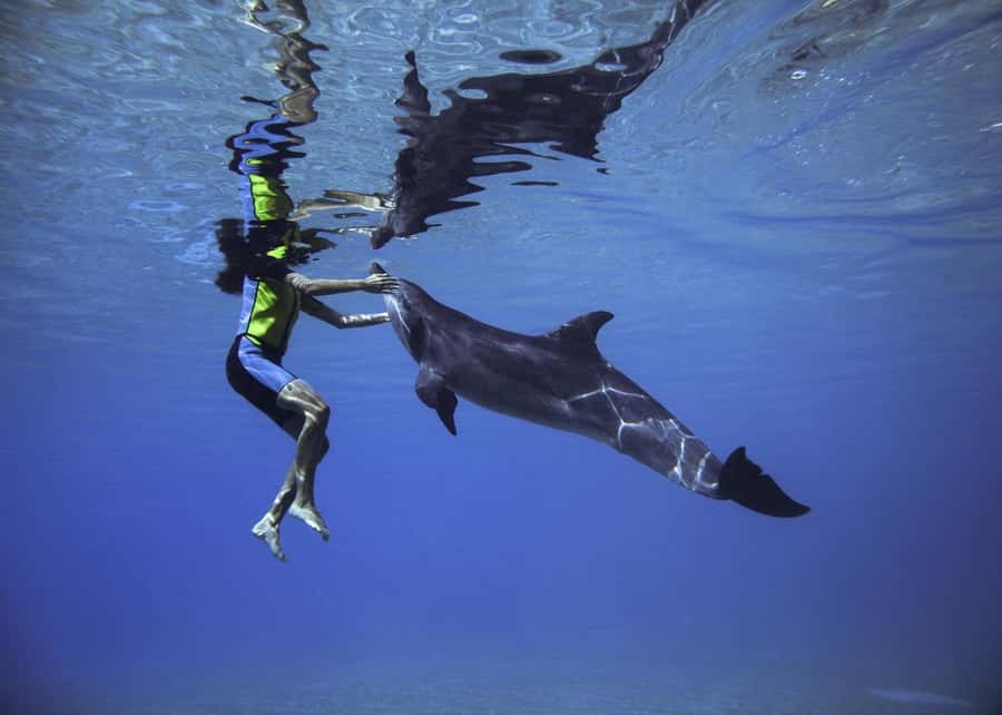 Dubai: Swim with Dolphins at Atlantis Waterpark - Key points before you book