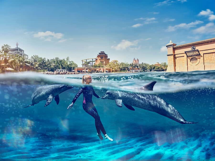 Dubai: Swim with Dolphins at Atlantis Waterpark - Why the trainers matter so much