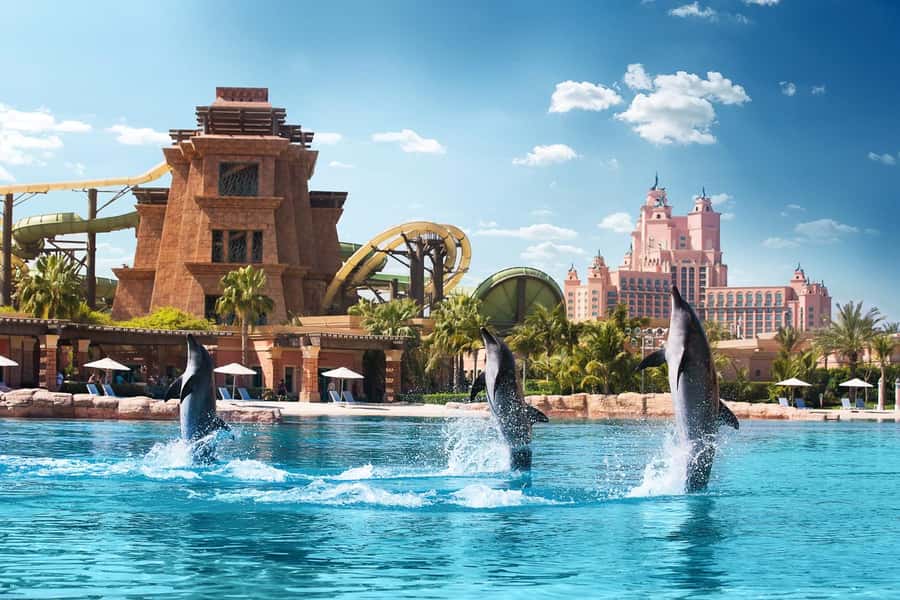 Dubai: Swim with Dolphins at Atlantis Waterpark - What the 30-minute water session feels like