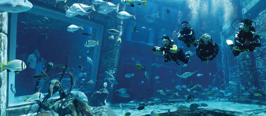 Dubai: The Lost Chambers Aquarium Atlantis Diving Experience - Entering the 22 to 25 degree Ambassador Lagoon