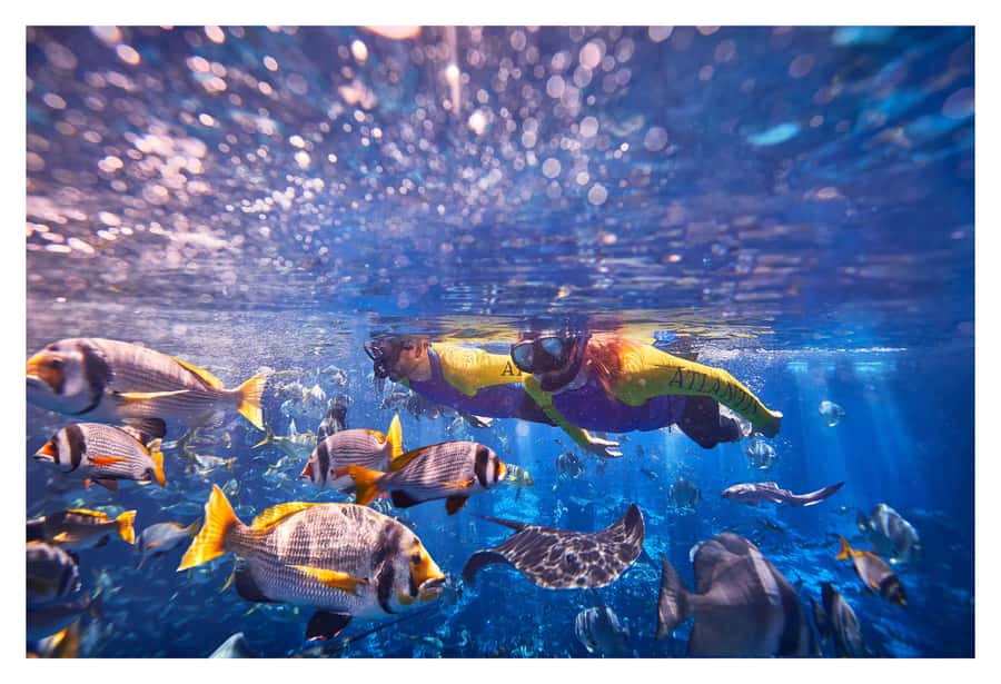 Dubai: The Lost Chambers Aquarium Snorkeling Experience - Key points to know before you book