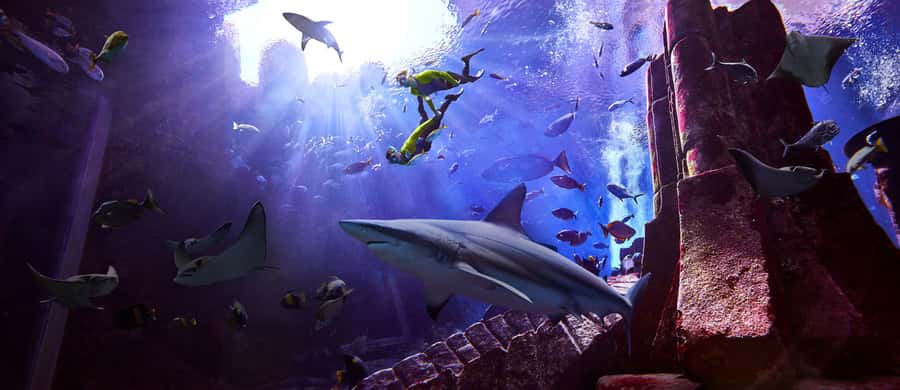 Dubai: The Lost Chambers Aquarium Snorkeling Experience - Rays, reef sharks, and 65,000 marine animals