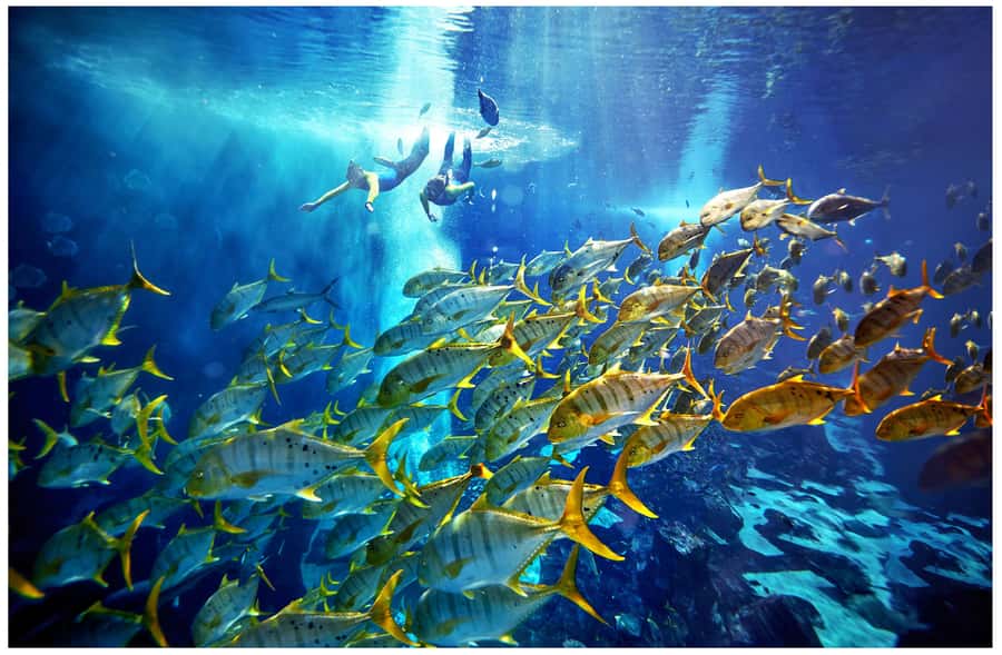 Dubai: The Lost Chambers Aquarium Snorkeling Experience - Entering the 10-meter Ambassador Lagoon