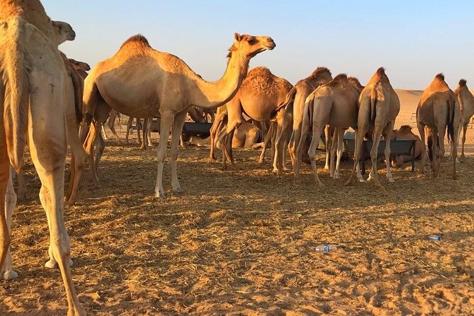 Evening Desert Safari Abu Dhabi with Hot BBQ Dinner - Tanoura dancing and belly dancing after dark