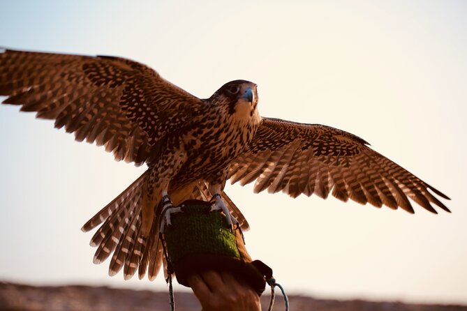 Evening Desert Safari Abu Dhabi with Hot BBQ Dinner - Booking, timing, and cancellation details