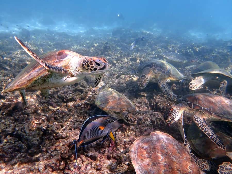 From Al-Seeb: Dimaniyat Islands Boat Trip with Snorkeling - Key points to know before you book