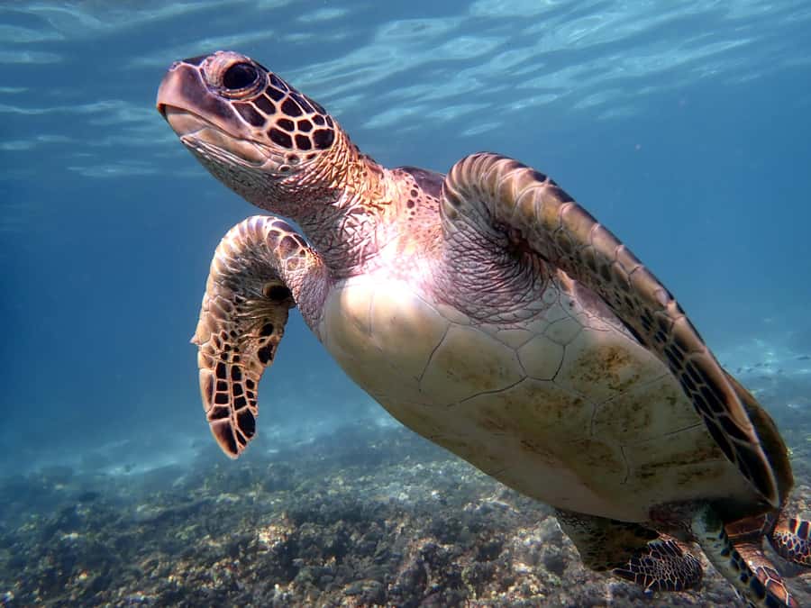 From Al-Seeb: Dimaniyat Islands Boat Trip with Snorkeling - Turtle City is the main attraction
