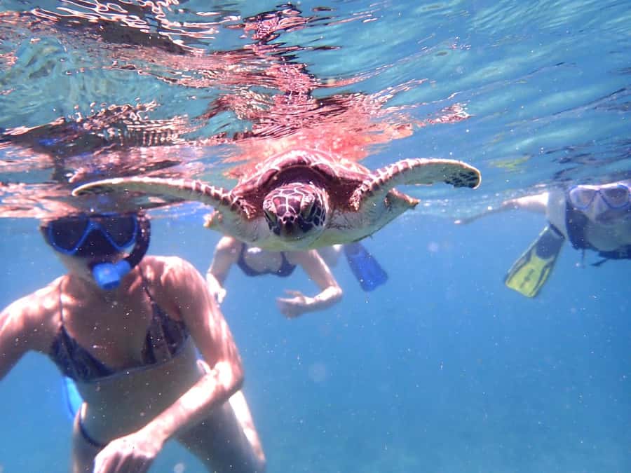 From Al-Seeb: Dimaniyat Islands Boat Trip with Snorkeling - Black Tip brings the wildlife gamble