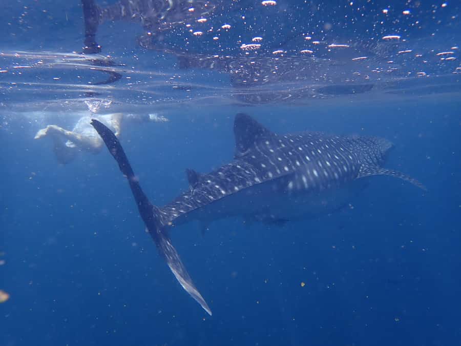 From Al-Seeb: Dimaniyat Islands Boat Trip with Snorkeling - Who will enjoy this trip most