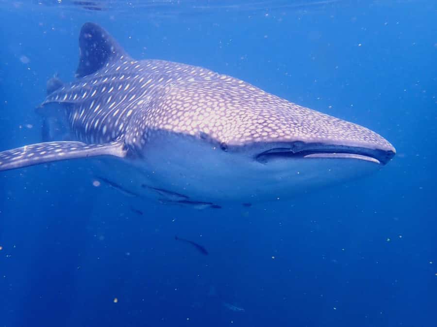 From Al-Seeb: Dimaniyat Islands Boat Trip with Snorkeling - Should you book this Dimaniyat Islands boat trip?