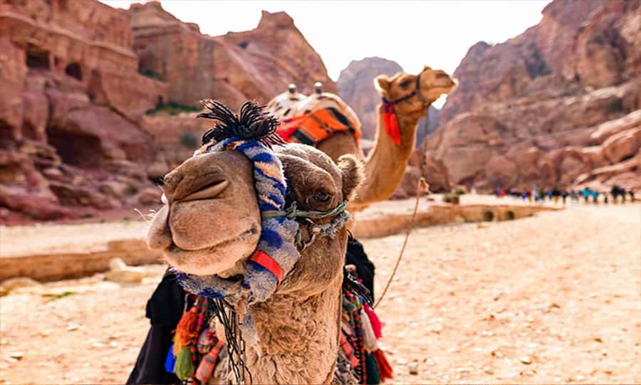 From Amman: Private Petra Day Trip with Guide - A long road south from Amman