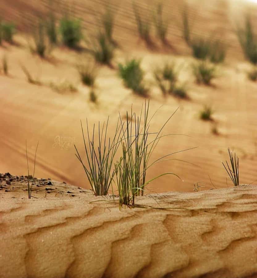 From Doha: Sunrise or Sunset Safari with Sand Boarding - Small details that improve the day