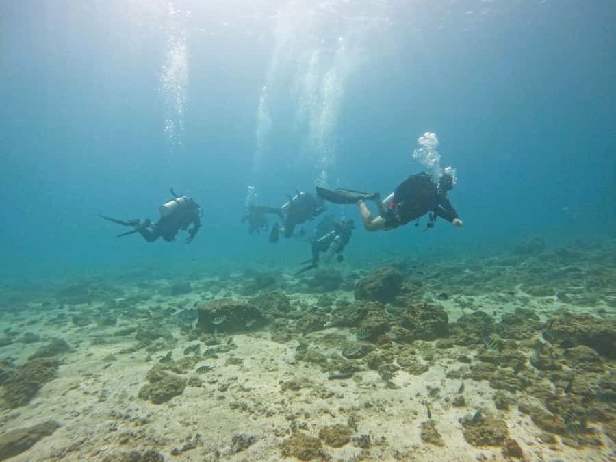From Dubai: 2 Dives for Certified Divers with BBQ & Transfer - FAQ