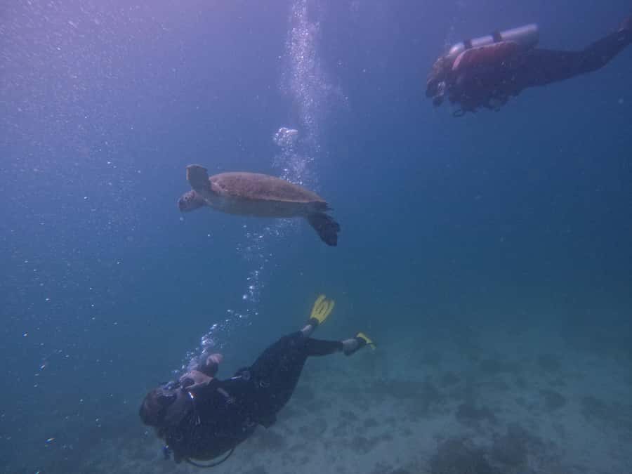 From Dubai: 2 Dives for Certified Divers with BBQ & Transfer - BBQ lunch at Reef Oasis Dive Center