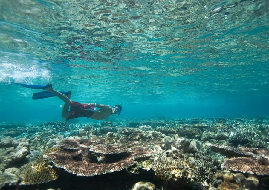 From Dubai: Discovery Scuba Diving & Snorkeling In Fujairah - From Dubai to Fujairah’s Gulf of Oman coast