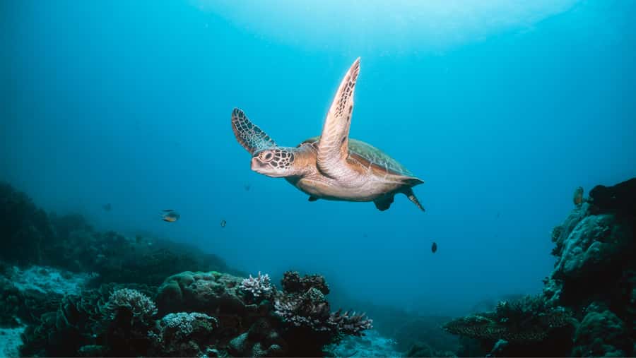 From Dubai: Discovery Scuba Diving & Snorkeling In Fujairah - The boat lesson makes the first session less intimidating