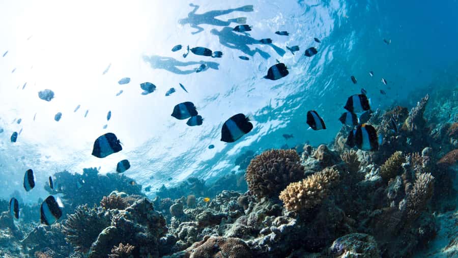 From Dubai: Discovery Scuba Diving & Snorkeling In Fujairah - What you may see below the surface